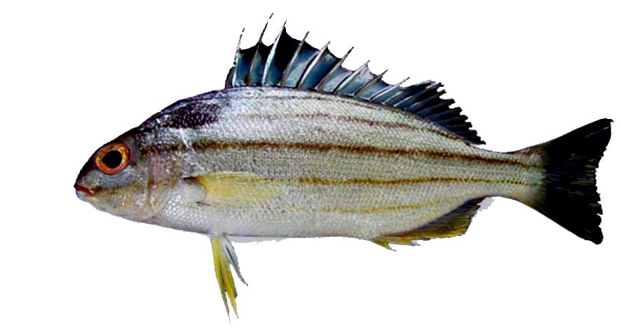 Pomadasys stridens_04